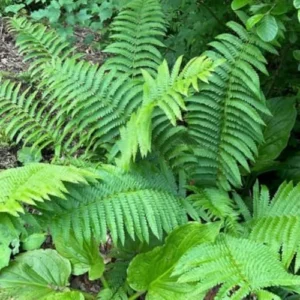 5 Cinamon Ferns Roots Outdoor Indoor, Live Ferns Rhizomes for Outdoors, 3 to 5 Inc Tall for Gardening