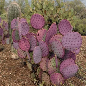Purple Opuntia Santarita Cactus Plants - 2 Live Succulents, 5-7 Inches Tall, Purple Pads
