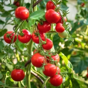 Carb Tomato Live Plant – Cherry Tomato Plant – Outdoor – 4-7 Inch Tall – Heirloom - Image 9