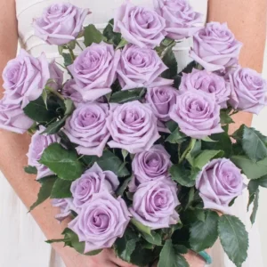 Rose Plant Live – Purple Rose Bush – Live Plant – 4-7" Height – Outdoor - Image 1