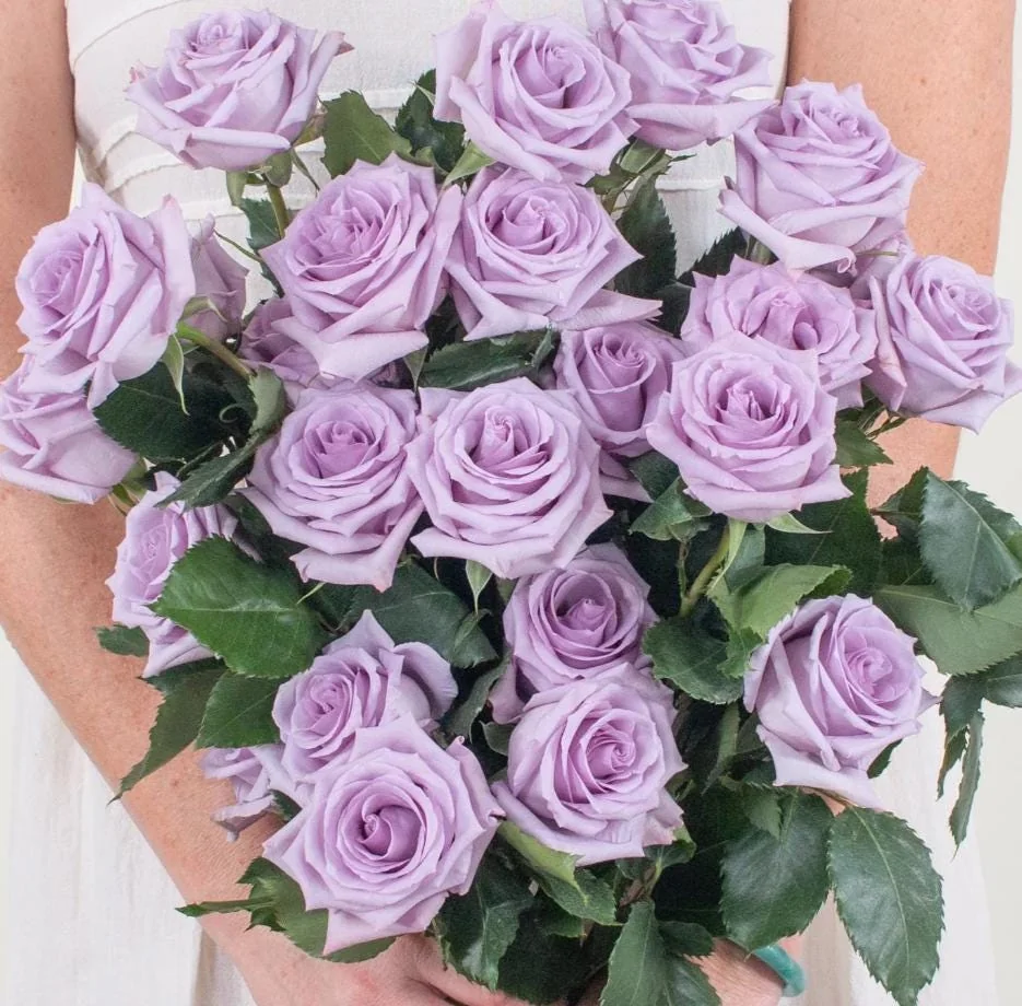 Rose Plant Live – Purple Rose Bush – Live Plant – 4-7" Height – Outdoor - Image 1