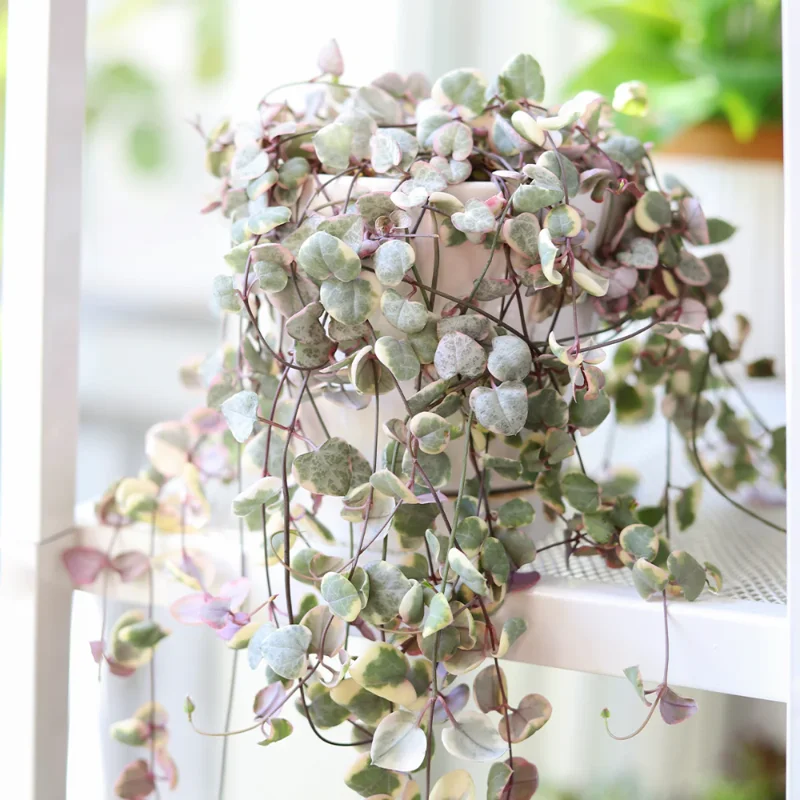 Variegated String of Hearts Plant Live 4 Inch Potted Trailing Succulent - Image 3