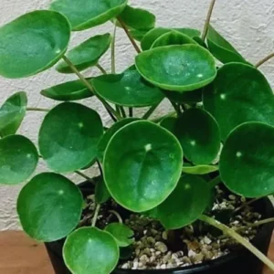 2 Money Tree Plant Indoor, 5 to 7 Inc in Height, Pilea Peperomioides Live, Money Plant Live Houseplants for Planting Growing