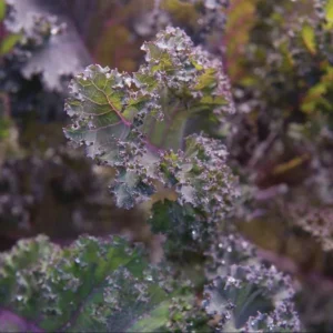 1 Pot Kamome Red Kale Live Starter Plant for Planting, Kale Plant, Vegetable Gardening Plant, 3-6