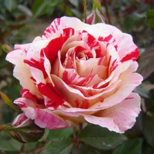 Scentimental Stripe Rose Plant – Live plant – 4-6 inches tall – Indoor/Outdoor - Image 4