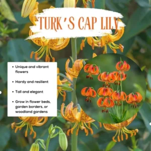10 Turk’s Cap Lily Bulbs for Planting, Orange Tiger Lilies Bulbs, Hardy Perennial Lily Flowers for Gardening