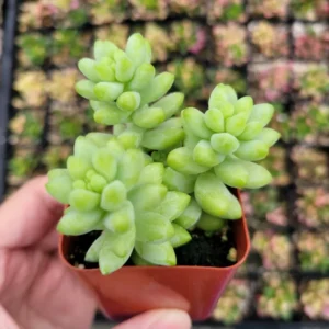Sedum 'Burrito' Donkey Tail #A Succulent Live Plant 2 Inch Pot for Home Garden Decor