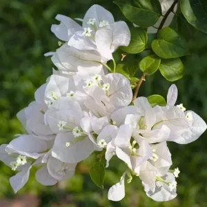 White Bougainvillea Plant – Live Perennial Vine – Outdoor – 5-10