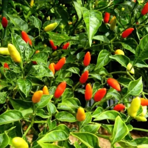 Tabasco Hot Pepper Live Starter Plant for Planting, 2 Plants in 1 Pot, 3"-6"Tall, Spicy Chili Perfect for Outdoor Garden (No Ship CA)