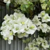 White Bougainvillea Plant – Live Perennial Vine – Outdoor – 5-10" Tall – 4" Pot - Image 1
