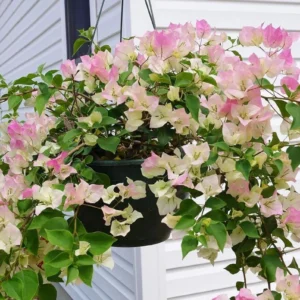 White Pink Bougainvillea Plant – Live plant – 5-10 inches tall – 4 inch pot – Outdoor - Image 10