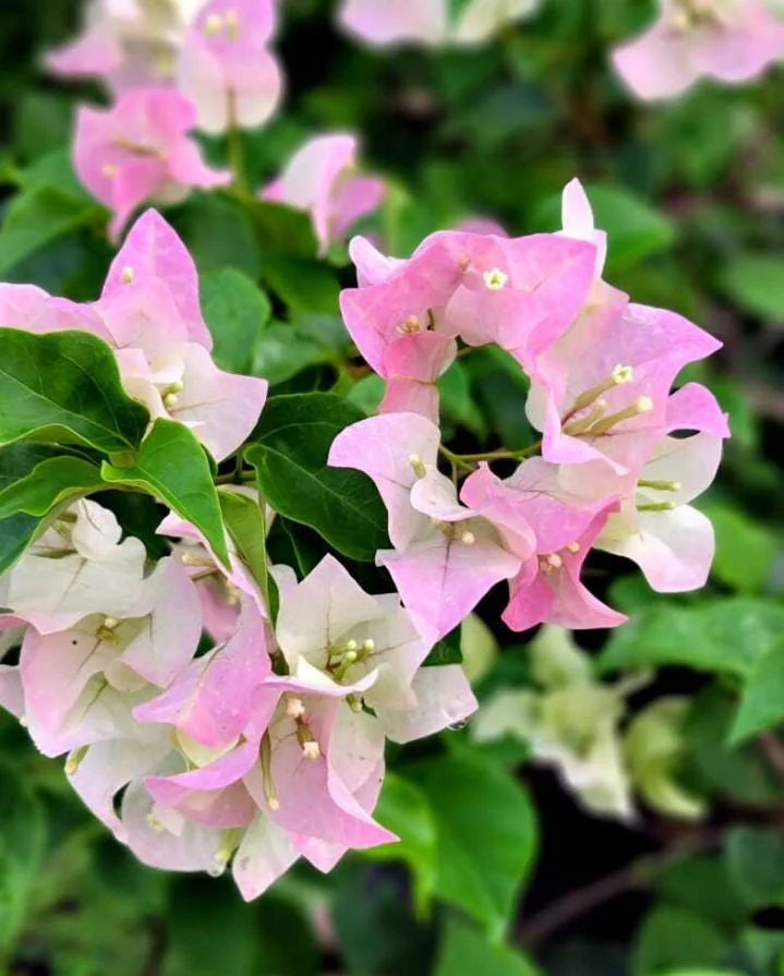 White Pink Bougainvillea Plant – Live plant – 5-10 inches tall – 4 inch pot – Outdoor - Image 2