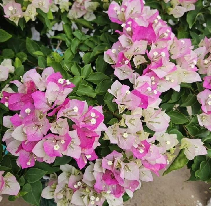 White Pink Bougainvillea Plant – Live plant – 5-10 inches tall – 4 inch pot – Outdoor - Image 3