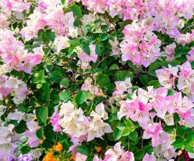 White Pink Bougainvillea Plant – Live plant – 5-10 inches tall – 4 inch pot – Outdoor - Image 4