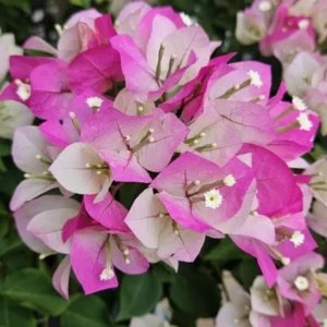 White Pink Bougainvillea Plant – Live plant – 5-10 inches tall – 4 inch pot – Outdoor - Image 6