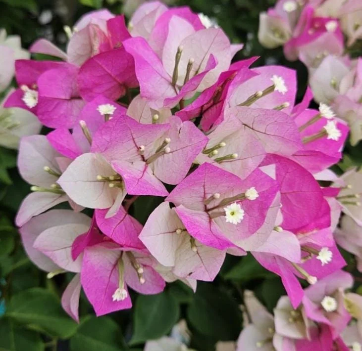 White Pink Bougainvillea Plant – Live plant – 5-10 inches tall – 4 inch pot – Outdoor - Image 6