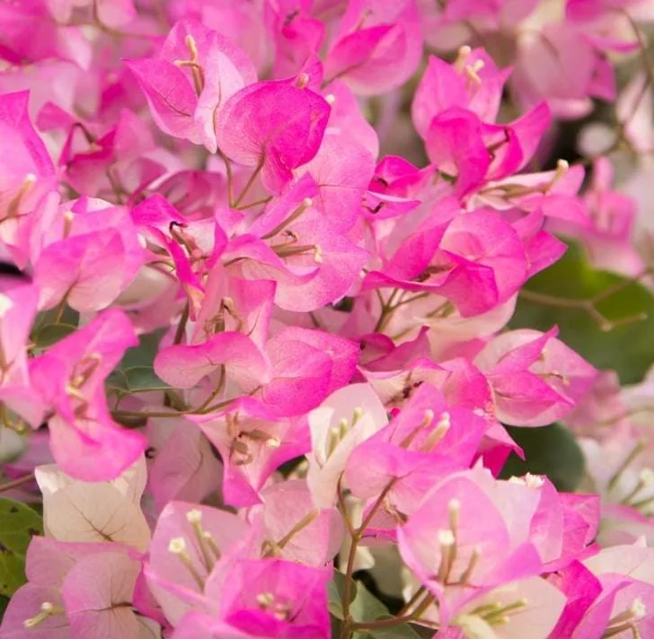 White Pink Bougainvillea Plant – Live plant – 5-10 inches tall – 4 inch pot – Outdoor - Image 7