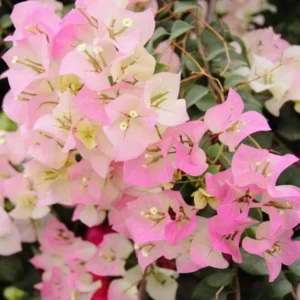 White Pink Bougainvillea Plant – Live plant – 5-10 inches tall – 4 inch pot – Outdoor - Image 9