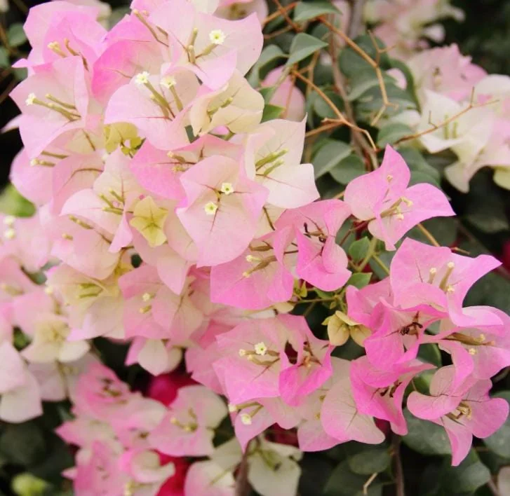White Pink Bougainvillea Plant – Live plant – 5-10 inches tall – 4 inch pot – Outdoor - Image 9