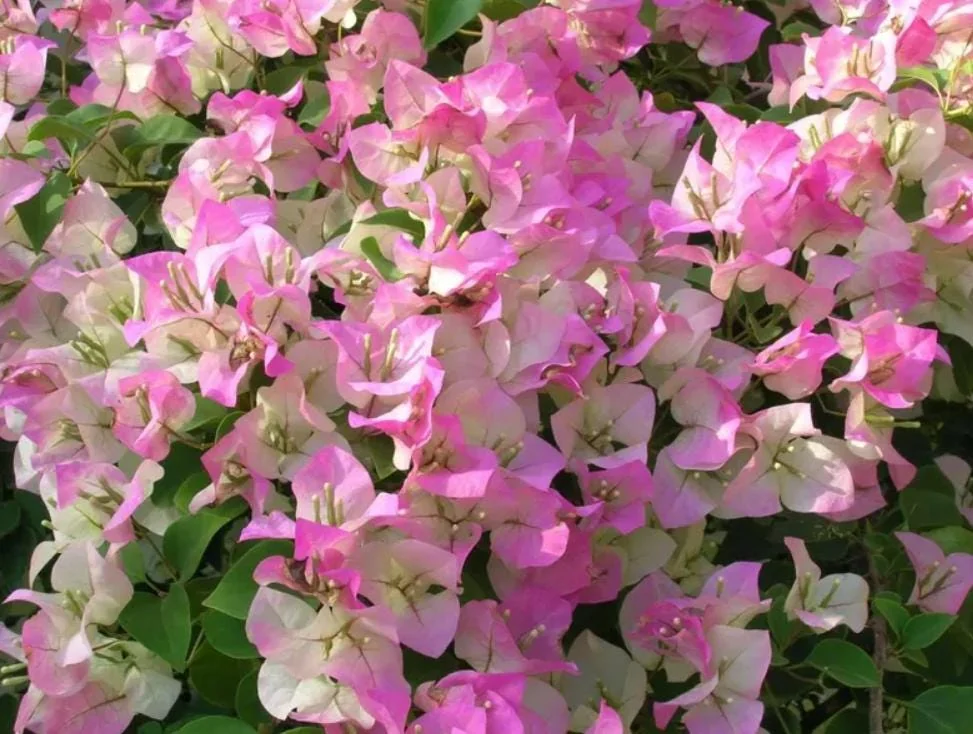 White Pink Bougainvillea Plant – Live plant – 5-10 inches tall – 4 inch pot – Outdoor - Image 1