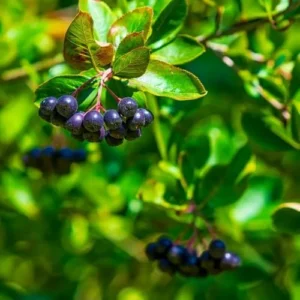 Black Chokeberry Plant Live - Aronia Berry Edible Plant 6-12 Inch Tall