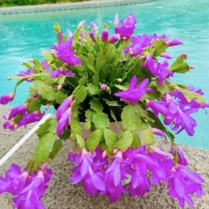 Purple Christmas Cactus Live Plant – Holiday Cactus – 4