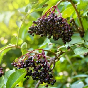 Elderberry Tree – Live Plant – Outdoor – Height 5 to 12 Feet - Image 6