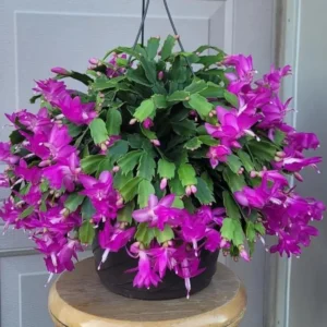 Purple Christmas Cactus Live Plant – Holiday Cactus – 2