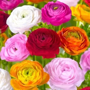 25 Ranunculus Bulbs for Fall Planting, Perennial Flowers Bulbs for Gardens, Vibrant Peony Buttercup Corms for Outdoor Borders (Multicolor Ranunculus)