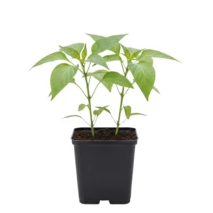 Tabasco Hot Pepper Live Starter Plant for Planting, 2 Plants in 1 Pot, 3