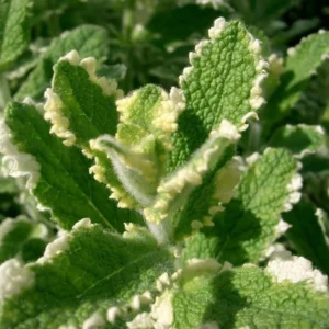 1 Pot (1 Clump) of Pineapple Mint Herb Live Starter Plant for Planting, Fragrant Mint Bush Garden Mints Plant, 4