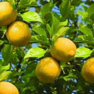 Meyer Lemon Tree Live Plant – Citrus Starter Plant – 2-4” Tall – 4 Inch Pot – Outdoor - Image 1