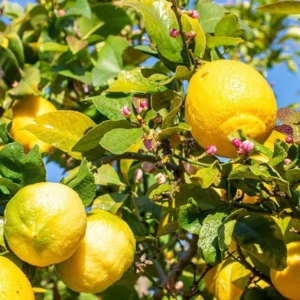 Meyer Lemon Tree – Live Plant – 2-4 Inches Tall – Indoor/Outdoor - Image 1