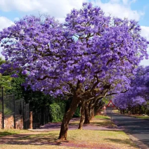 Blue Jacaranda Tree Live Plant – Jacaranda Mimosifolia – Outdoor – 8-10 Inch Tall - Image 1