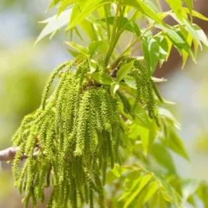 4 Pecan Trees Plants Live Bare Roots, 1-2 Feet Tall Hardy Nut Trees for Outdoor Planting, Dormant Seedlings for Garden or Yard