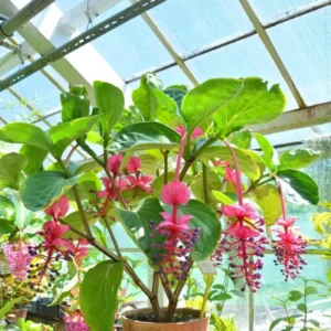 4 Medinilla Plants – Live plant – Indoor – Exotic flowering houseplant - Image 5
