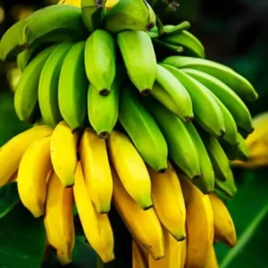 Dwarf Cavendish Banana Plant Live for Planting, Banana Trees Live Plants for Outdoor Indoor Planting, Cold Hardy, 4-7