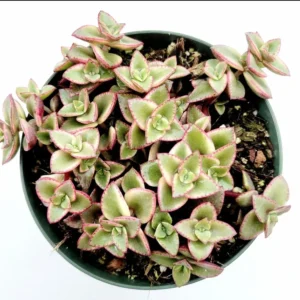 Crassula Marginalis Rubra Variegata 'Calico Kitten' Succulent Plant 2 Inch Pot