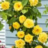 Yellow Climbing Rose Bush – Live Plant – 4 to 10 Inches Tall – Outdoor - Image 1