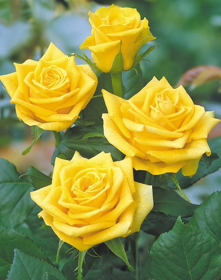 Yellow Climbing Rose Bush – Live Plant – 4 to 10 Inches Tall – Outdoor - Image 6
