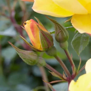 Yellow Climbing Rose Bush – Live Plant – 4 to 10 Inches Tall – Outdoor - Image 7