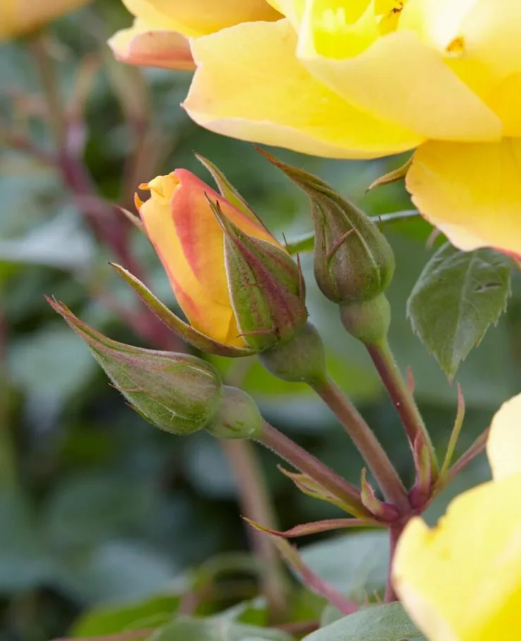 Yellow Climbing Rose Bush – Live Plant – 4 to 10 Inches Tall – Outdoor - Image 7