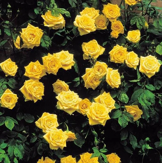 Yellow Climbing Rose Bush – Live Plant – 4 to 10 Inches Tall – Outdoor - Image 8