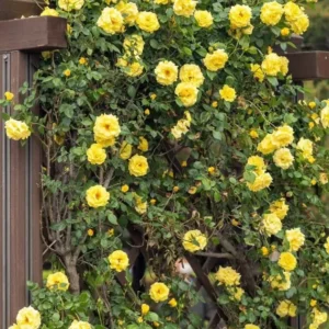 Yellow Climbing Rose Bush – Live Plant – 4 to 10 Inches Tall – Outdoor - Image 9