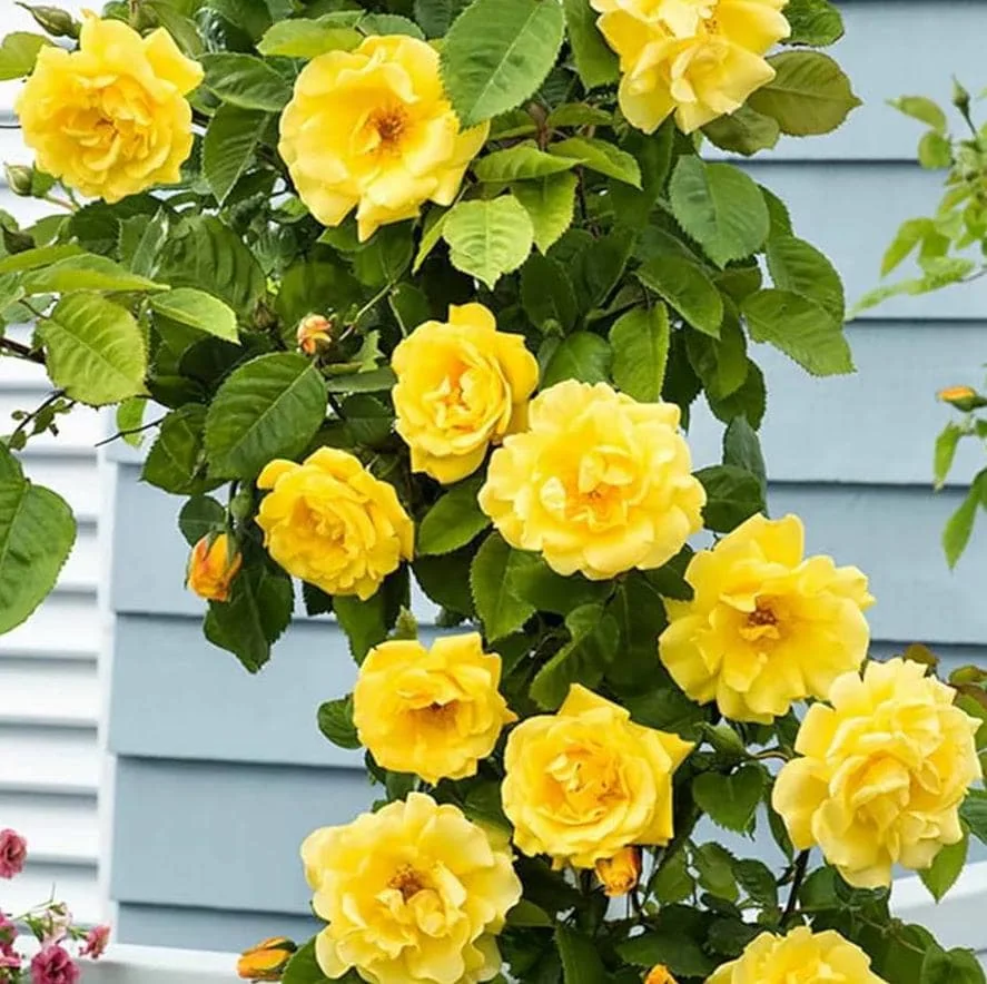 Yellow Climbing Rose Bush – Live Plant – 4 to 10 Inches Tall – Outdoor - Image 1