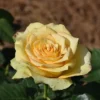 Yellow Rose Bush – Hybrid Tea Rose Live Plant – 4-7 Inch Tall – Outdoor - Image 1