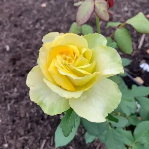 Yellow Rose Bush – Hybrid Tea Rose Live Plant – 4-7 Inch Tall – Outdoor - Image 2