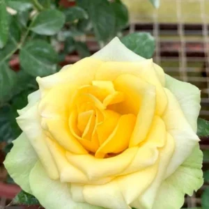 Yellow Rose Bush – Hybrid Tea Rose Live Plant – 4-7 Inch Tall – Outdoor - Image 3