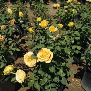Yellow Rose Bush – Hybrid Tea Rose Live Plant – 4-7 Inch Tall – Outdoor - Image 5