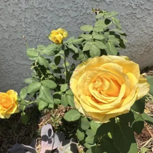 Yellow Rose Bush – Hybrid Tea Rose Live Plant – 4-7 Inch Tall – Outdoor - Image 6